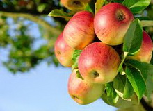 «Агропродсервіс» почав збирання яблук ранньоосінніх сортів